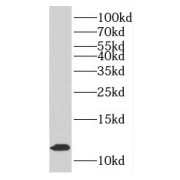 WB analysis of HeLa cells, using MTPN antibody (1/300 dilution).