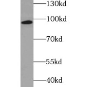 abx235442