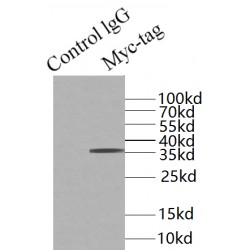 Myc Tag Antibody