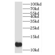 abx235457