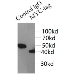 MYC-tag Antibody