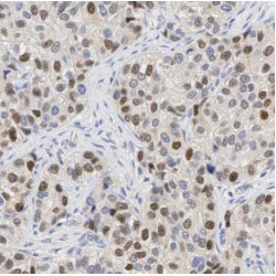 Myelin Expression Factor 2 (MYEF2) Antibody