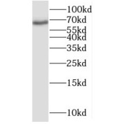 WB analysis of Jurkat cells, using MYEF2 antibody (1/2000 dilution).