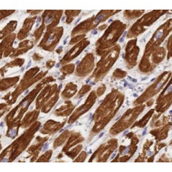 MYH7-specific Antibody