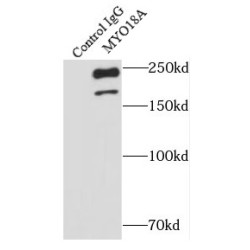 Myosin XVIIIA (MYO18A) Antibody