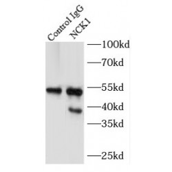 Non Catalytic Region of Tyrosine Kinase Adaptor Protein 1 (NCK1) Antibody