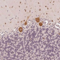 Neuronal Calcium Sensor 1 (NCS1) Antibody