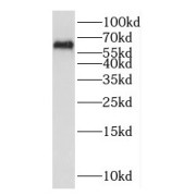 WB analysis of human spleen tissue, using NDOR1 antibody (1/500 dilution).