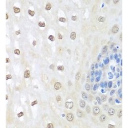 Neural Precursor Cell Expressed, Developmentally Down-Regulated 8 (NEDD8) Antibody