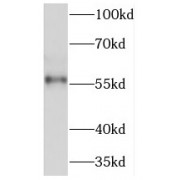 WB analysis of HeLa cells, using NELF antibody (1/1000 dilution).