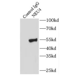 Neuraminidase 4 (NEU4) Antibody