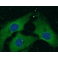 Neuropilin 1 (NRP1) Antibody
