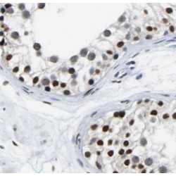 Neurotrophin-4 (NTF4) Antibody