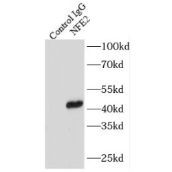 Nuclear Factor, Erythroid 2 (NFE2) Antibody