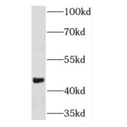 WB analysis of K-562 cells, using NFE2 antibody (1/500 dilution).