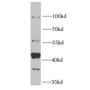 WB analysis of A549 cells, using NFS1 antibody (1/1000 dilution).