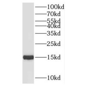 WB analysis of HeLa cells, using NHP2L1 antibody (1/1000 dilution).