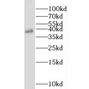 WB analysis of mouse skeletal muscle tissue, using NKX3-2 antibody (1/300 dilution).