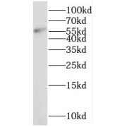 WB analysis of HepG2 cells, using NMD3 antibody (1/1000 dilution).