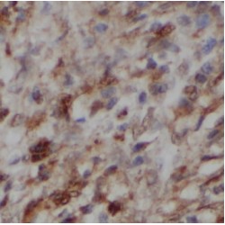 Nucleolar And Coiled-Body Phosphoprotein 1 (NOLC1) Antibody