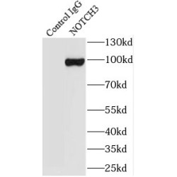 Neurogenic Locus Notch Homolog Protein 3 (NOTCH3) Antibody