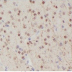Neuronal PAS Domain Protein 1 (NPAS1) Antibody