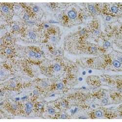 NPC Intracellular Cholesterol Transporter 2 (NPC2) Antibody