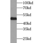 WB analysis of HepG2 cells, using NPTX1 antibody (1/500 dilution).