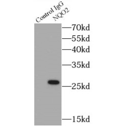 N-Ribosyldihydronicotinamide:Quinone Reductase 2 (NQO2) Antibody