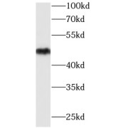 WB analysis of U-251 cells, using ENO2 antibody (1/4000 dilution).