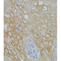 Neurotrophin-3 (NTF3) Antibody