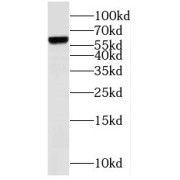 WB analysis of HEK-293 cells, using Nucleostemin antibody (1/2000 dilution).