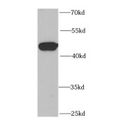 WB analysis of HepG2 cells, using NUDC antibody (1/1000 dilution).