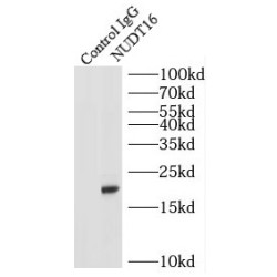 Testicular Tissue Protein Li 129 (NUDT16) Antibody