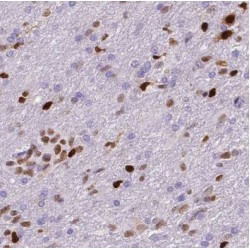 NUMB Like, Endocytic Adaptor Protein (NUMBL) Antibody