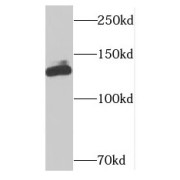 abx235920
