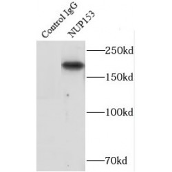 Nucleoporin 153 (NUP153) Antibody