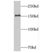 WB analysis of K-562 cells, using NUP153 antibody (1/500 dilution).