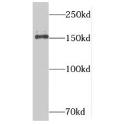 WB analysis of K-562 cells, using NUP153 antibody (1/500 dilution).