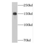 abx235922