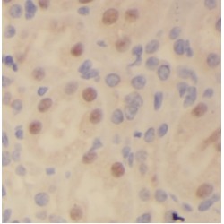 Nucleoporin 205 (NUP205) Antibody