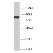 abx235927