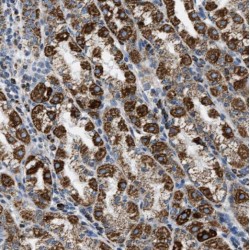 Nucleoporin 85 (NUP85) Antibody