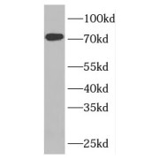 abx235929