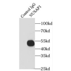 Nucleolar And Spindle-Associated Protein 1 (NUSAP1) Antibody