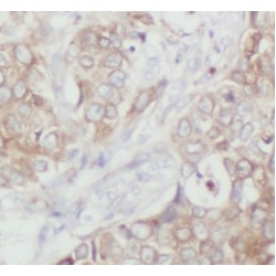 Occludin (OCLN) Antibody