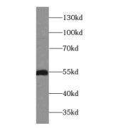WB analysis of NIH/3T3 cells, using OCT2 antibody (1/500 dilution).