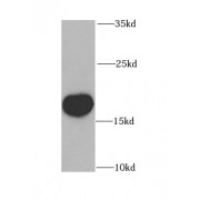 WB analysis of HeLa cells, using OPA3 antibody (1/1000 dilution).