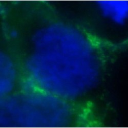 Calcium Release-Activated Calcium Channel Protein 1 (ORAI1) Antibody