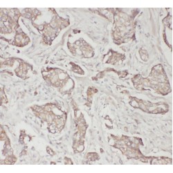 Osteopontin (SPP1) Antibody